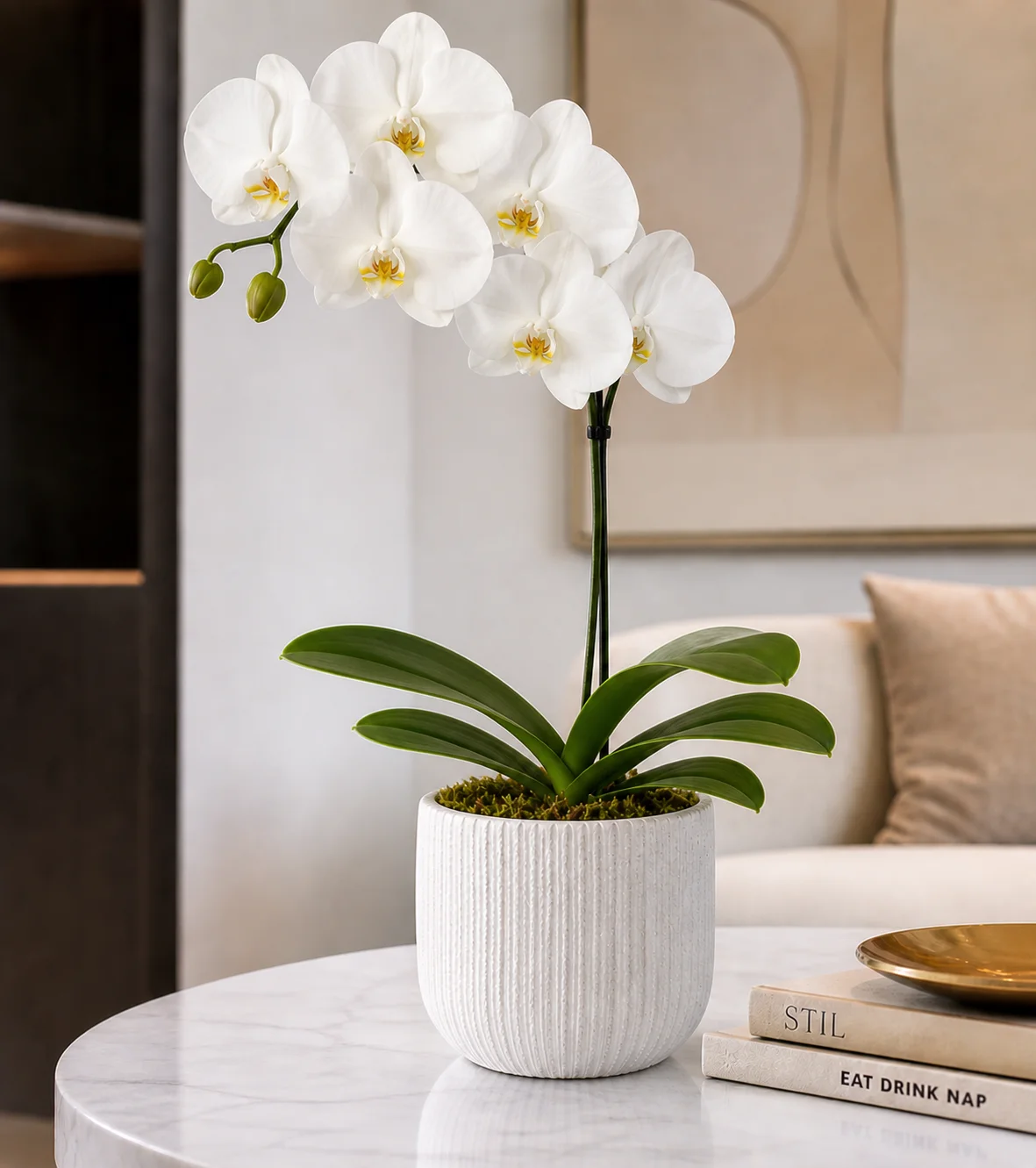 White Phalaenopsis Plant 3
